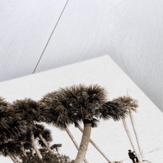 Studies in palms, Sebastian Creek, Florida, Jackson, Waterfronts, Palms, Bays, United States, Florida, Indian River, 1880 by William Henry