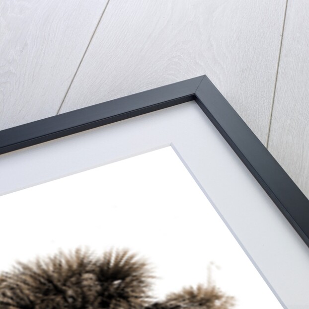 Studies in palms, Sebastian Creek, Florida, Jackson, Waterfronts, Palms, Bays, United States, Florida, Indian River, 1880 by William Henry