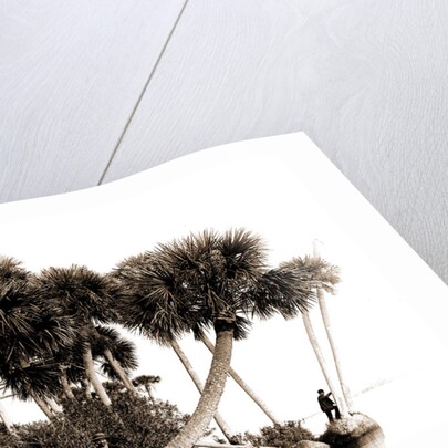 Studies in palms, Sebastian Creek, Florida, Jackson, Waterfronts, Palms, Bays, United States, Florida, Indian River, 1880 by William Henry