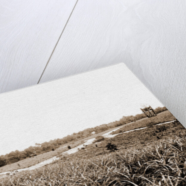 Pineapples at Eden, Jackson, Pineapples, Windmills, Bays, United States, Florida, Indian River, United States, Florida, Eden, 1880 by William Henry