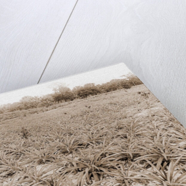 Pineapple field at Eden, Jackson, Pineapple plantations, United States, Florida, Indian River, 1880 by William Henry