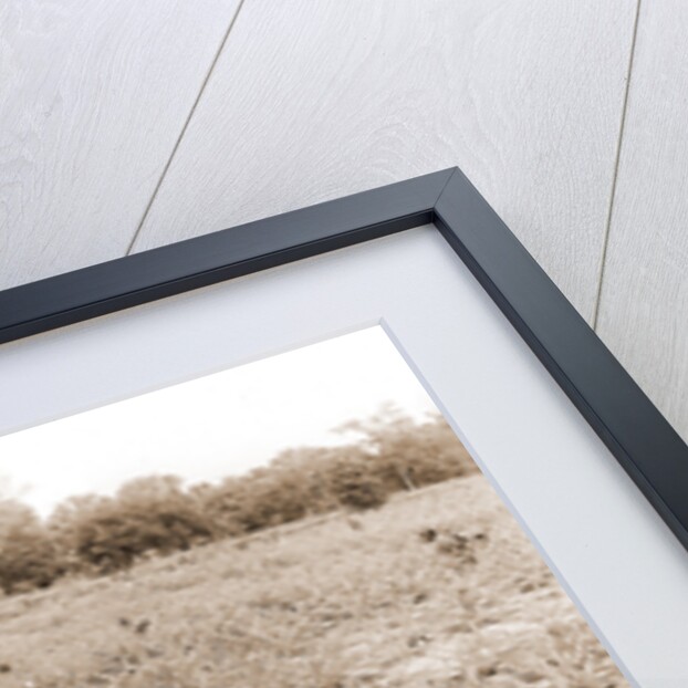 Pineapple field at Eden, Jackson, Pineapple plantations, United States, Florida, Indian River, 1880 by William Henry