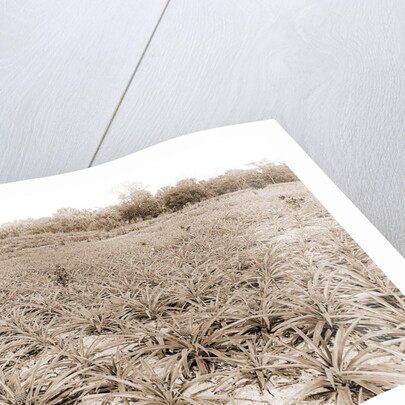 Pineapple field at Eden, Jackson, Pineapple plantations, United States, Florida, Indian River, 1880 by William Henry