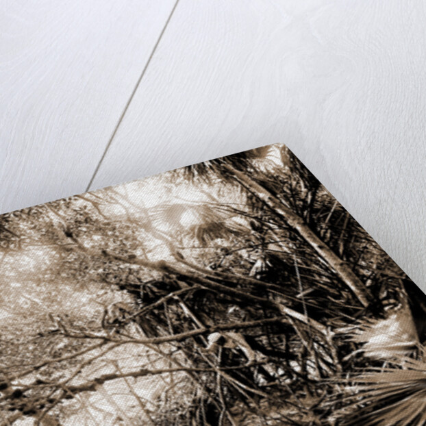 Mangroves in Jupiter Narrows, Jackson, Mangrove plants, Bays, United States, Florida, Jupiter Narrows, 1880 by William Henry