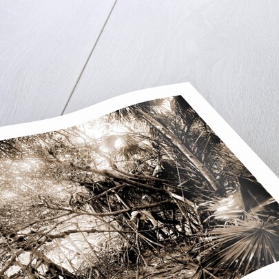 Mangroves in Jupiter Narrows, Jackson, Mangrove plants, Bays, United States, Florida, Jupiter Narrows, 1880 by William Henry