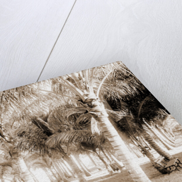 Cocoanut grove at McCormick's, Lake Worth, Fla, Jackson, McCormick's (Lake Worth, Fla.), Palms, United States, Florida, Lake Worth, 1880 by William Henry