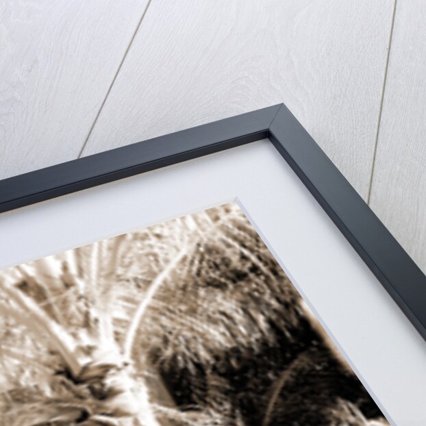 Cocoanut grove at McCormick's, Lake Worth, Fla, Jackson, McCormick's (Lake Worth, Fla.), Palms, United States, Florida, Lake Worth, 1880 by William Henry