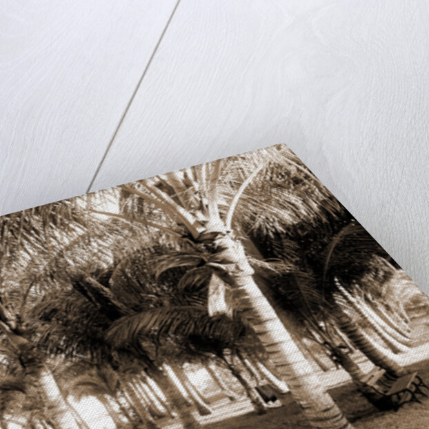 Cocoanut grove at McCormick's, Lake Worth, Fla, Jackson, McCormick's (Lake Worth, Fla.), Palms, United States, Florida, Lake Worth, 1880 by William Henry