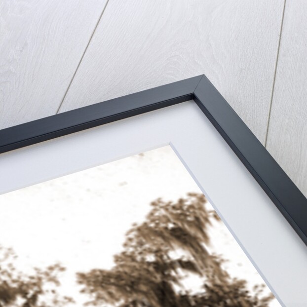 Florida pines, Jackson, Pines, Spanish moss, United States, Florida, 1880 by William Henry