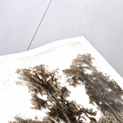 Florida pines, Jackson, Pines, Spanish moss, United States, Florida, 1880 by William Henry