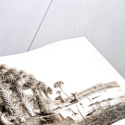 Shore line along Lake George, Fla, Jackson, Palms, Lakes & ponds, United States, Florida, 1880 by William Henry