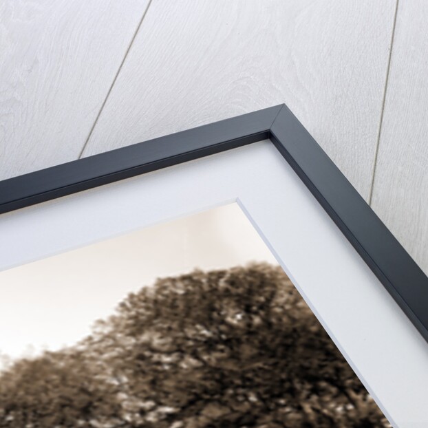 White Point Garden, Charleston by Anonymous