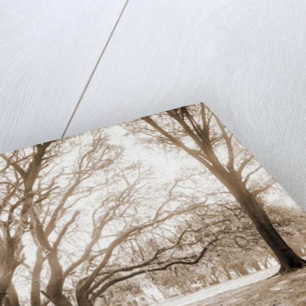 Chicora Park, Charleston by Anonymous