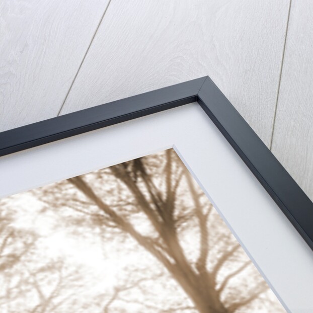 Chicora Park, Charleston by Anonymous