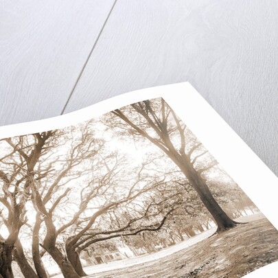 Chicora Park, Charleston by Anonymous