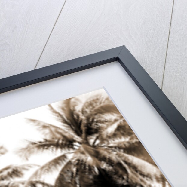 Residence in palm grove, Key West by Anonymous