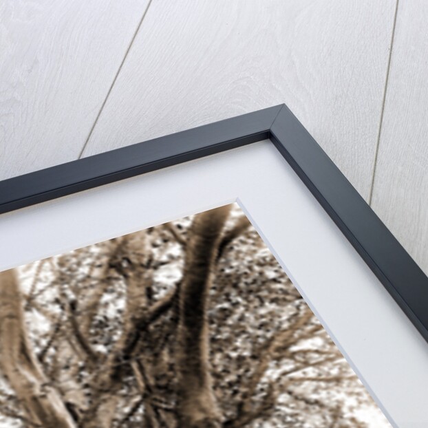 Rubber tree in U.S. barracks, Key West by Anonymous