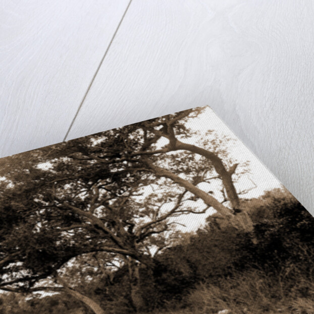 Road to Cocoanut Grove by Anonymous