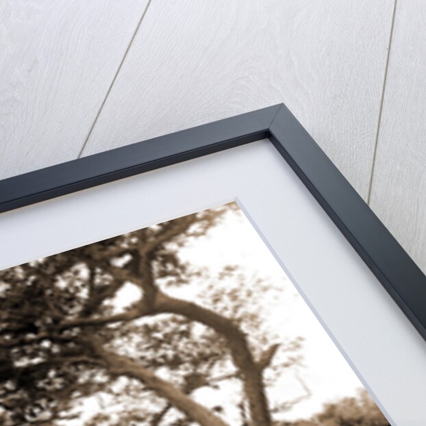 Road to Cocoanut Grove by Anonymous