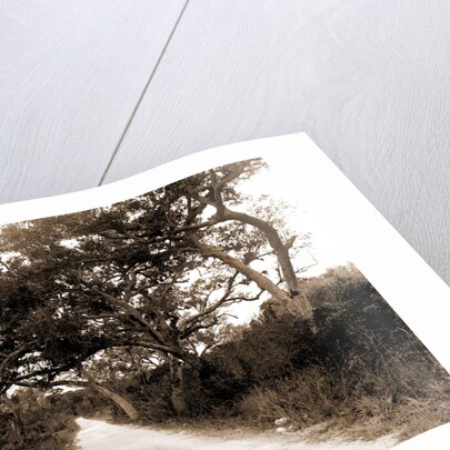 Road to Cocoanut Grove by Anonymous