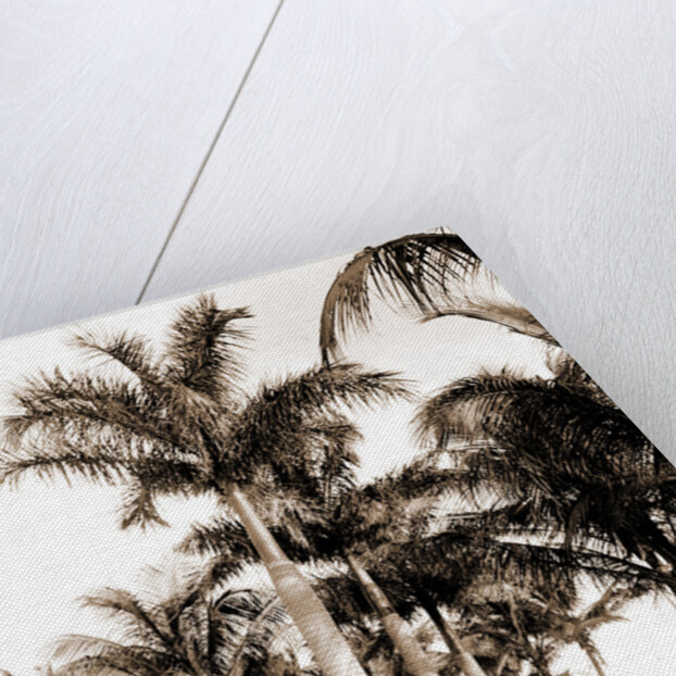 Royal palms at Cocoanut Grove by Anonymous
