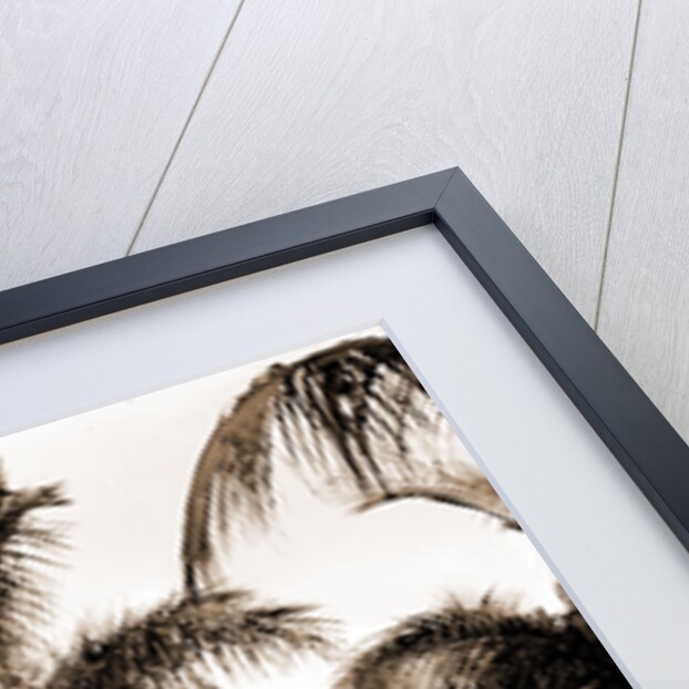 Royal palms at Cocoanut Grove by Anonymous