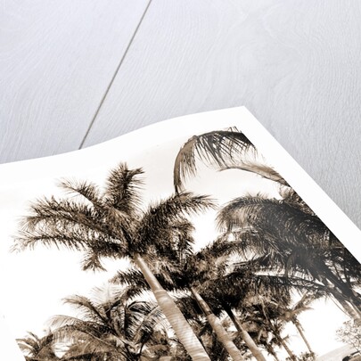 Royal palms at Cocoanut Grove by Anonymous