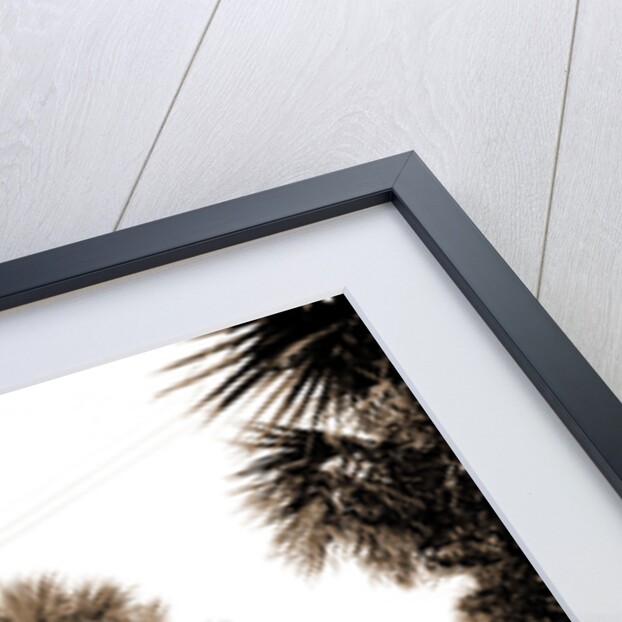 The Breakers, Palm Beach by Anonymous