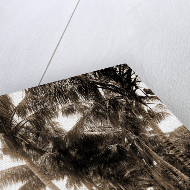 Cocoanut Ave, Palm Beach by Anonymous