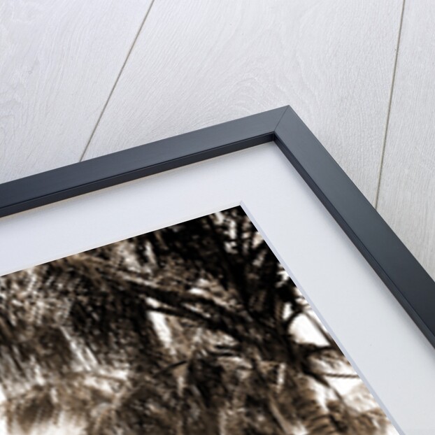 Cocoanut Ave, Palm Beach by Anonymous