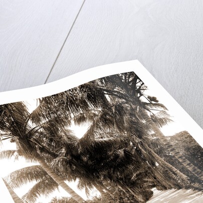 Cocoanut Ave, Palm Beach by Anonymous