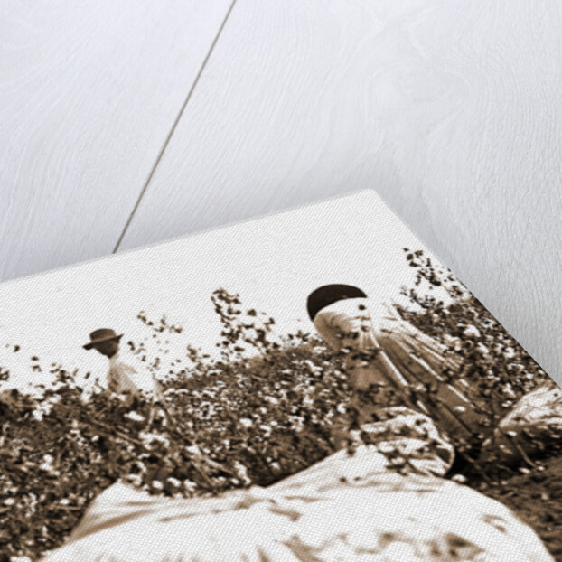 Picking cotton, Jackson by Anonymous