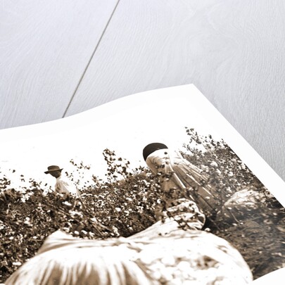 Picking cotton, Jackson by Anonymous