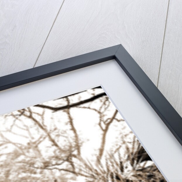 Liberty St, Savannah by Anonymous