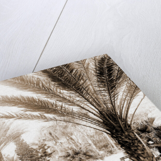 The Grounds of Tampa Bay Hotel, Tampa by Anonymous