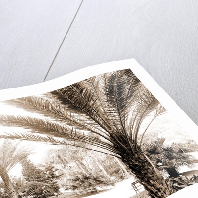 The Grounds of Tampa Bay Hotel, Tampa by Anonymous