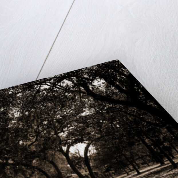 Pavilion behind trees, possibly Southern States by Anonymous