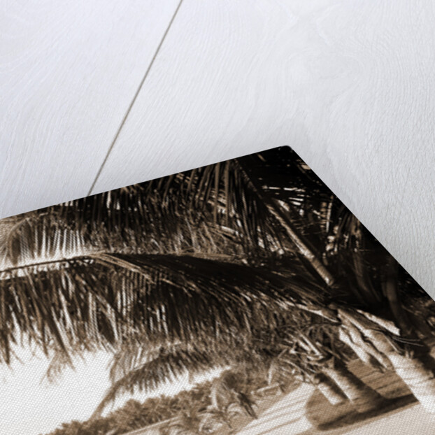 Palm Beach, Jackson by Anonymous