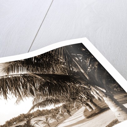 Palm Beach, Jackson by Anonymous