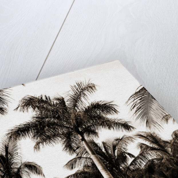 Royal palms at Cocoanut by Anonymous