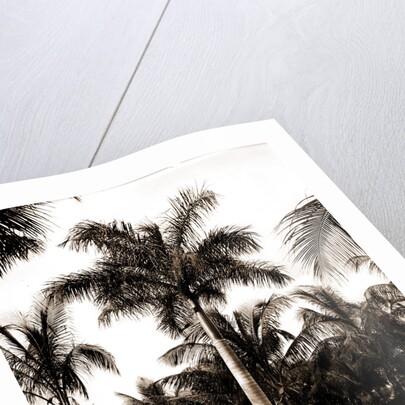 Royal palms at Cocoanut by Anonymous