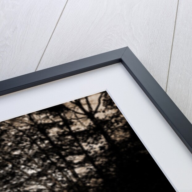 A Lake view in Central Park, New York by Anonymous