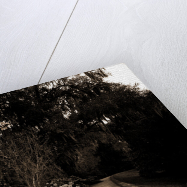 The Slope walk, Magnolia-on-the-Ashley by Anonymous