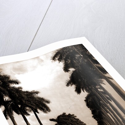 Avenue of Palms, Havana by Anonymous