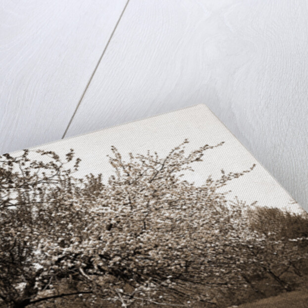 Apple blossoms, Apple trees by Anonymous