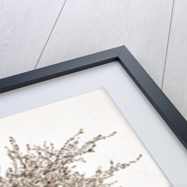 Apple blossoms, Apple trees by Anonymous