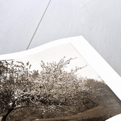 Apple blossoms, Apple trees by Anonymous