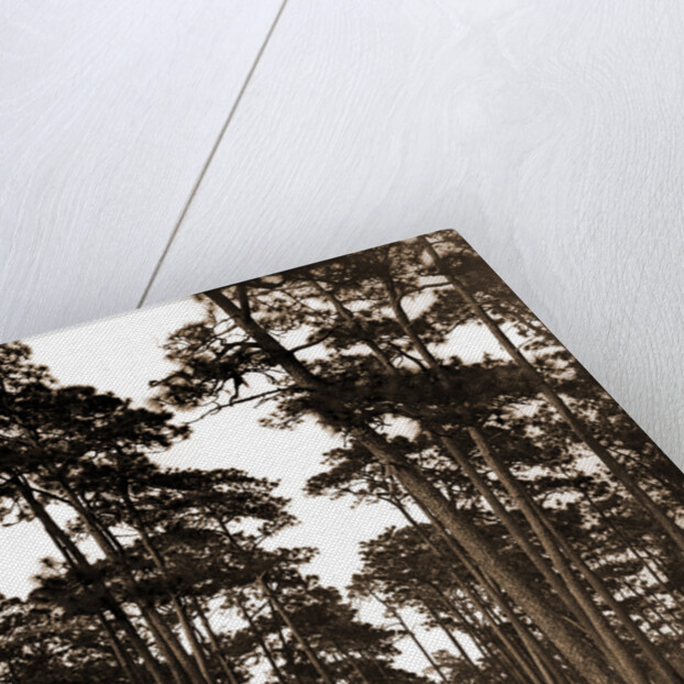 In the pine woods, Florida by Anonymous