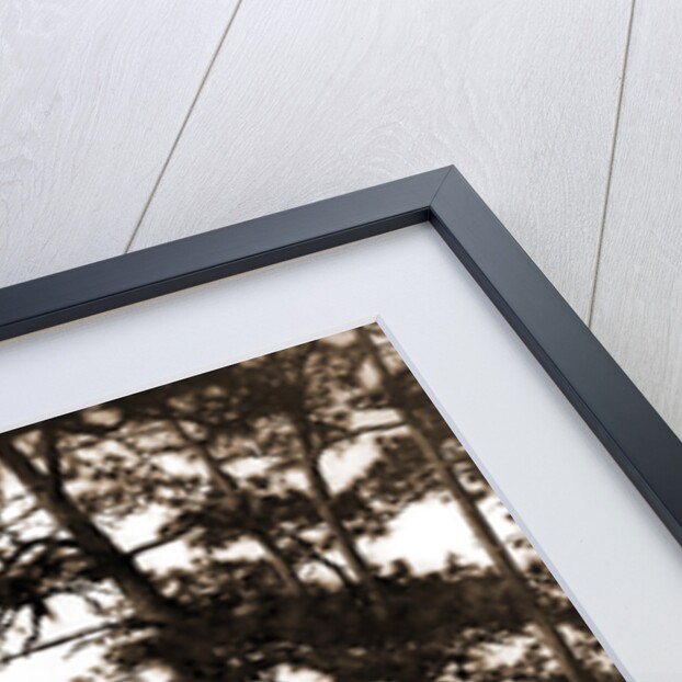 In the pine woods, Florida by Anonymous