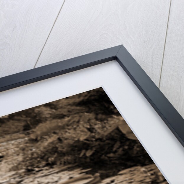 Lily pond, Como Park by Anonymous